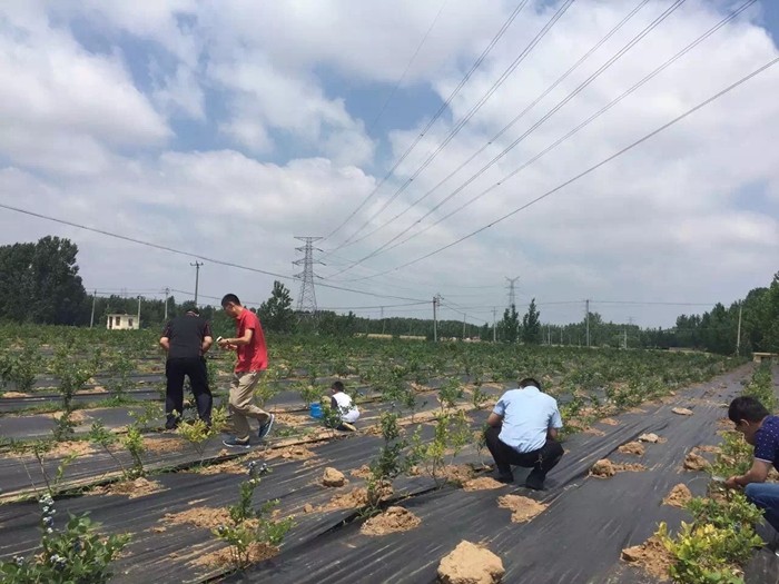 防草布能用多少年